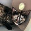 Taffy, Adoptable, Adult Female Domestic Short Hair.