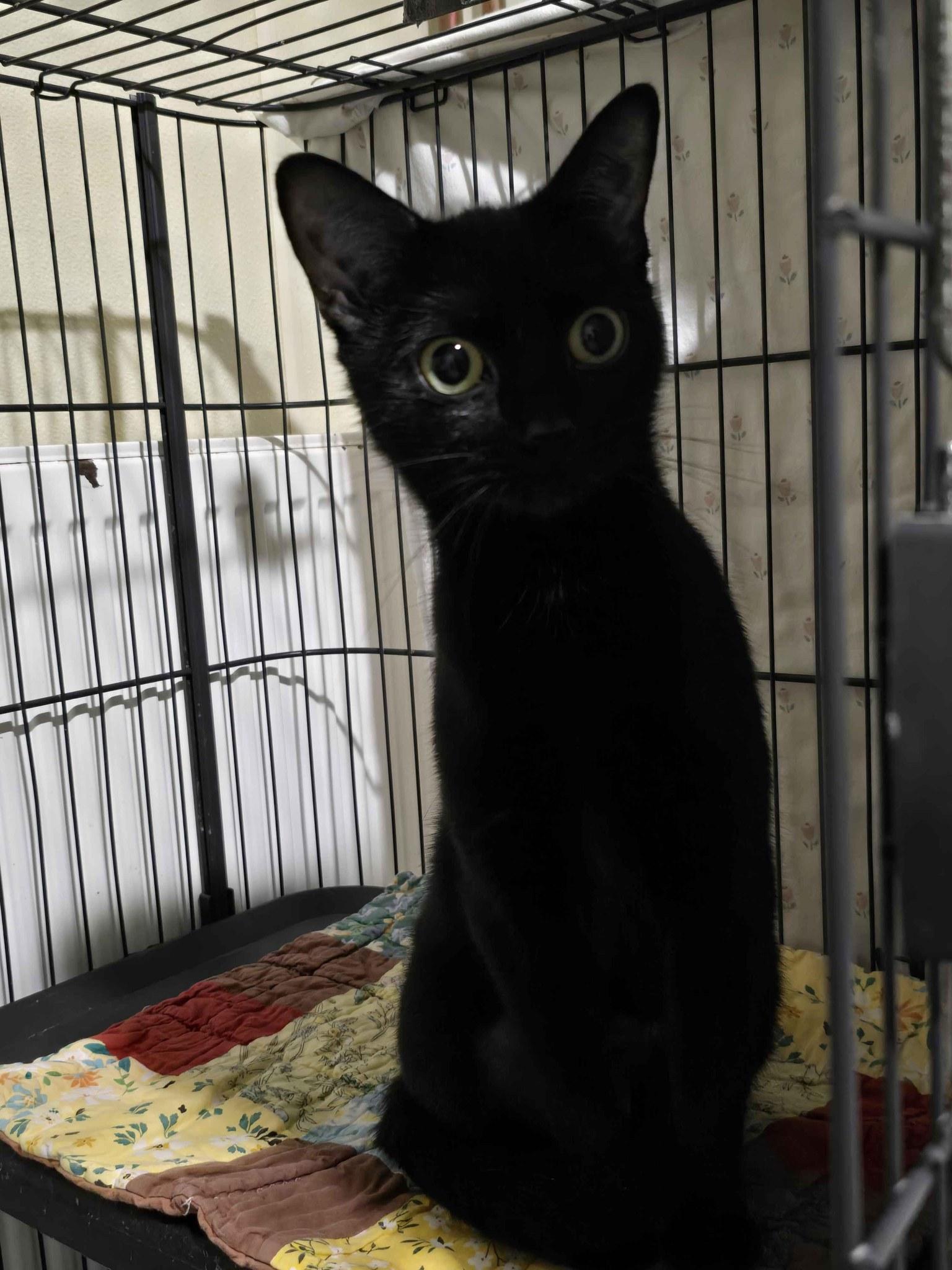 Izzie, Adoptable, Adult Female Domestic Short Hair.