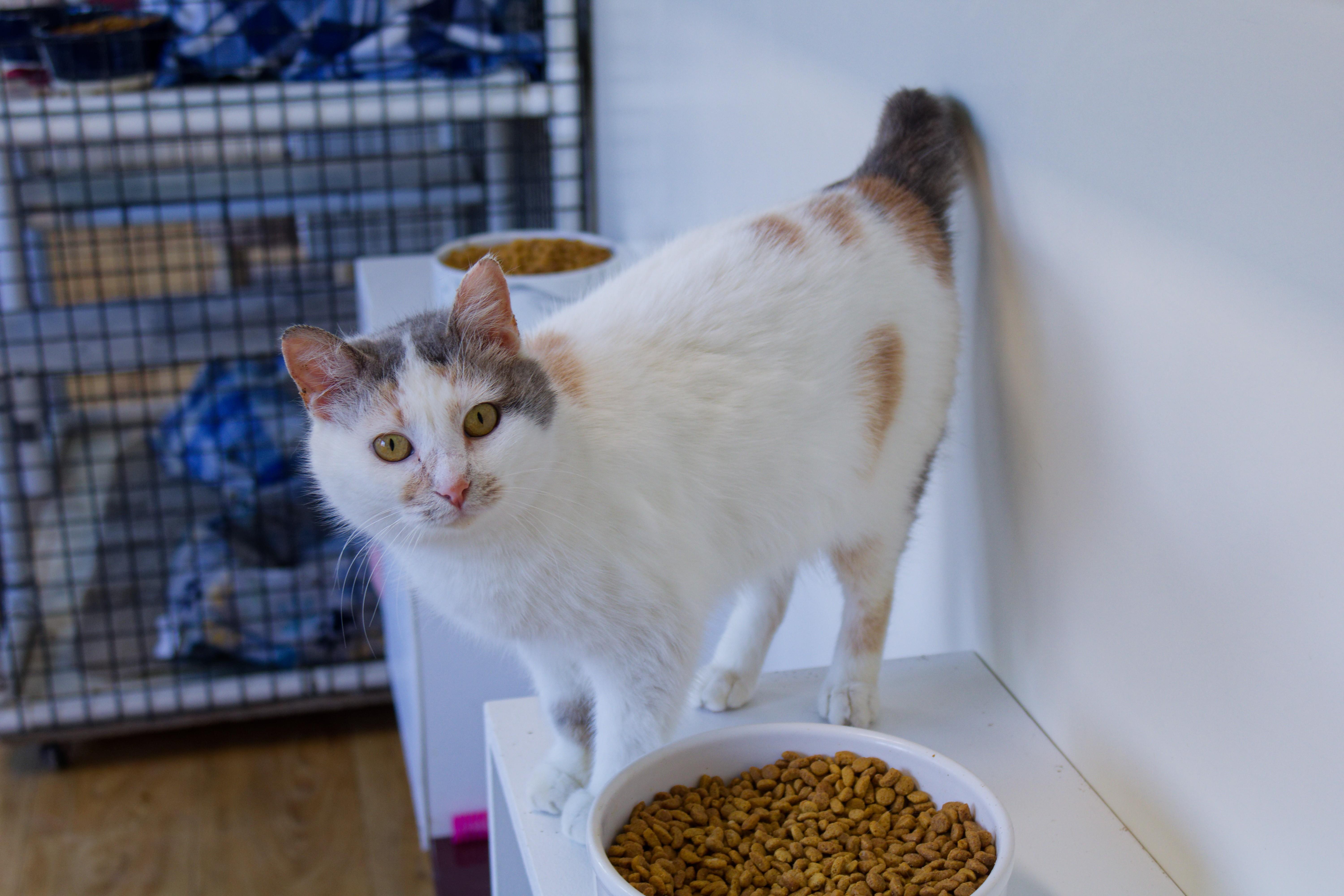 Enlarge Betty, an adoptable mixed breed in Urbana, OH image 1/6