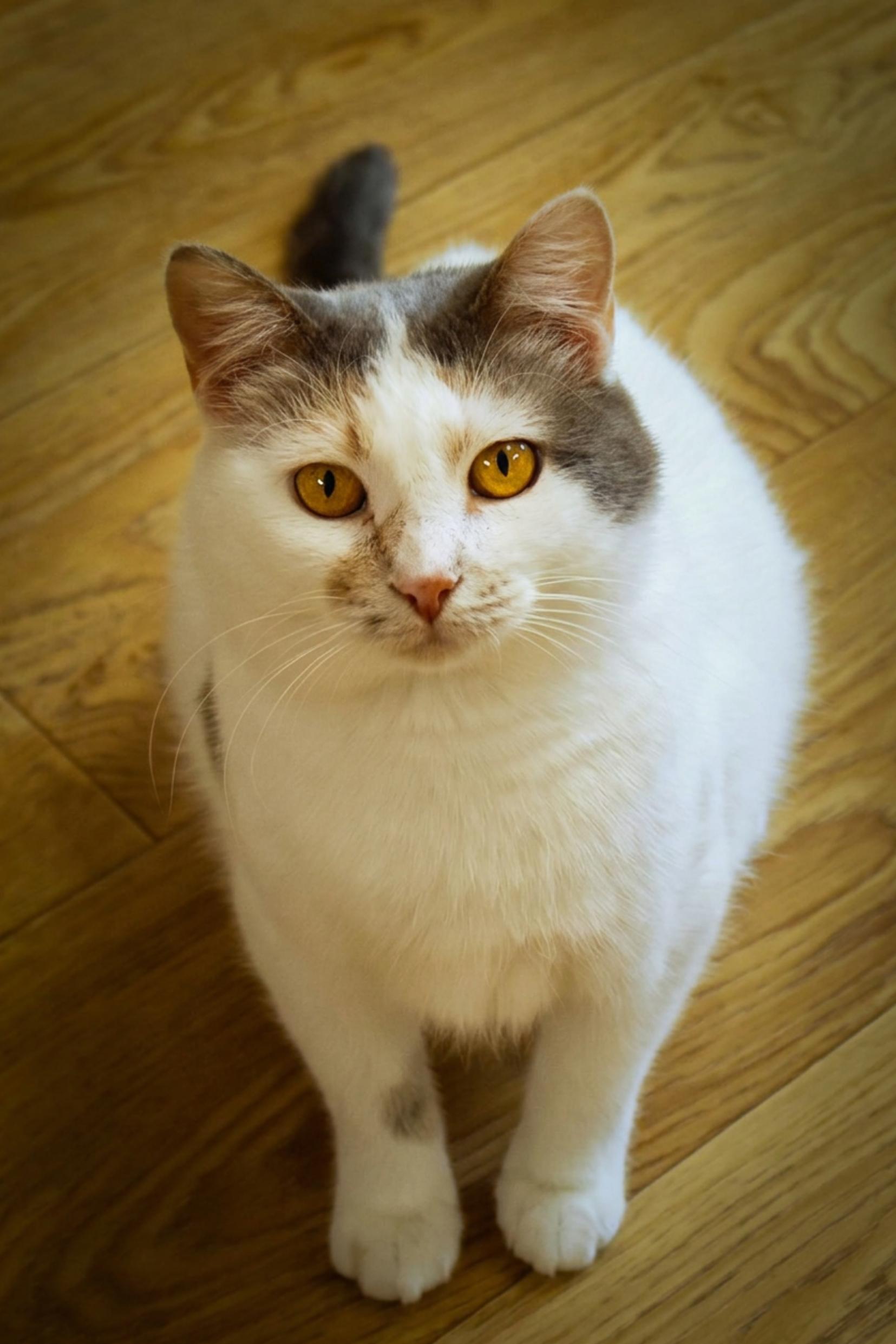 Betty, an adoptable mixed breed in Urbana, OH image 1/6