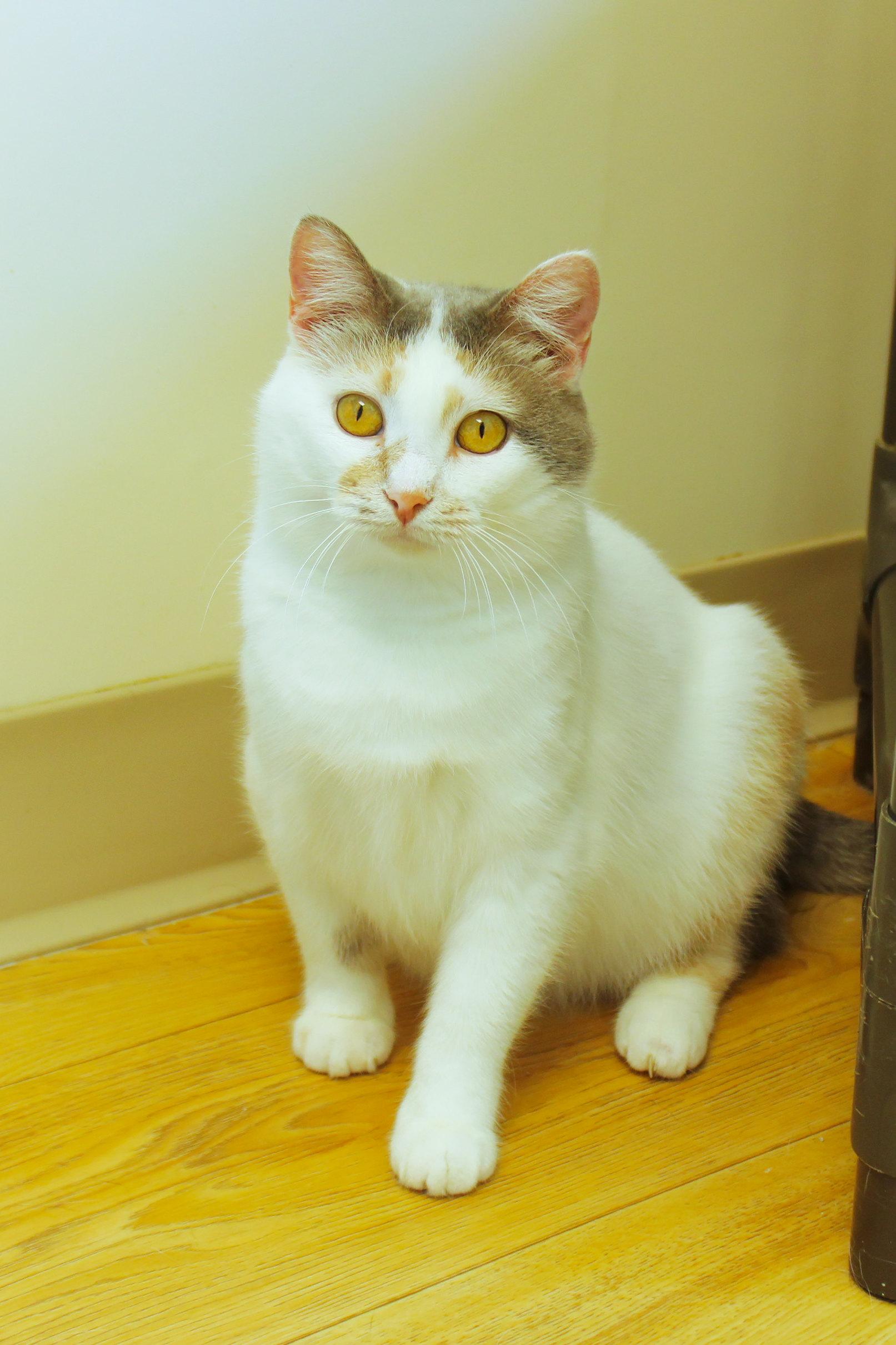 Betty, an adoptable mixed breed in Urbana, OH image 2/6