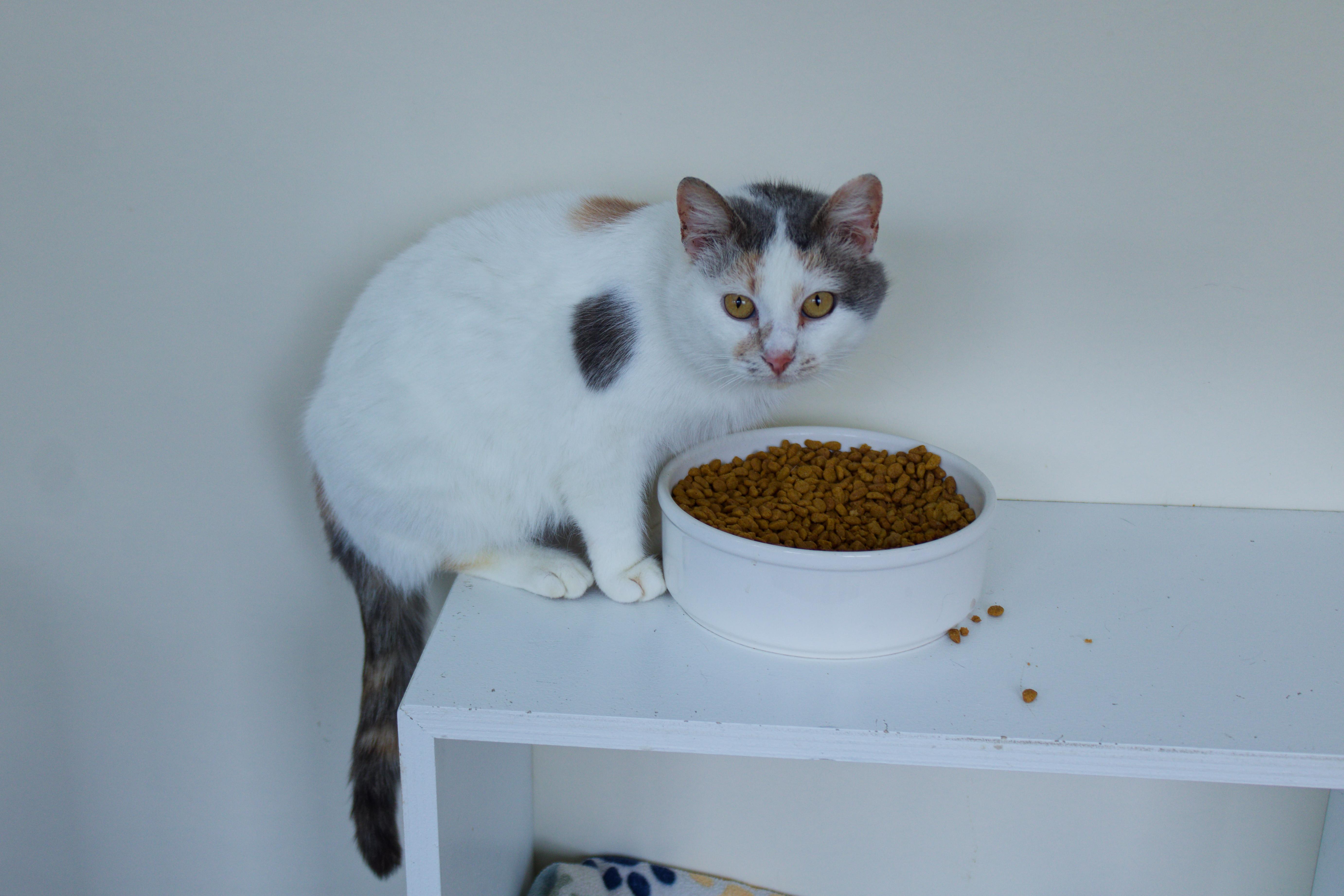 Enlarge Betty, an adoptable mixed breed in Urbana, OH image 6/6