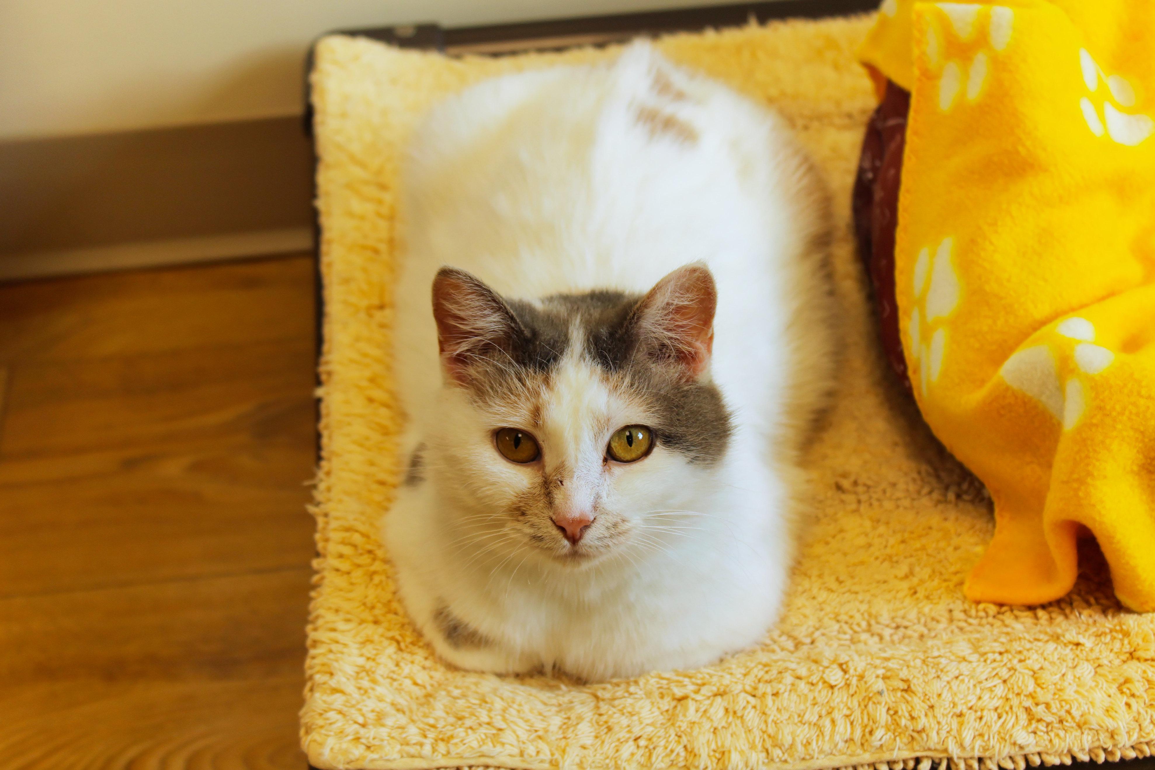 Enlarge Betty, an adoptable mixed breed in Urbana, OH image 3/6