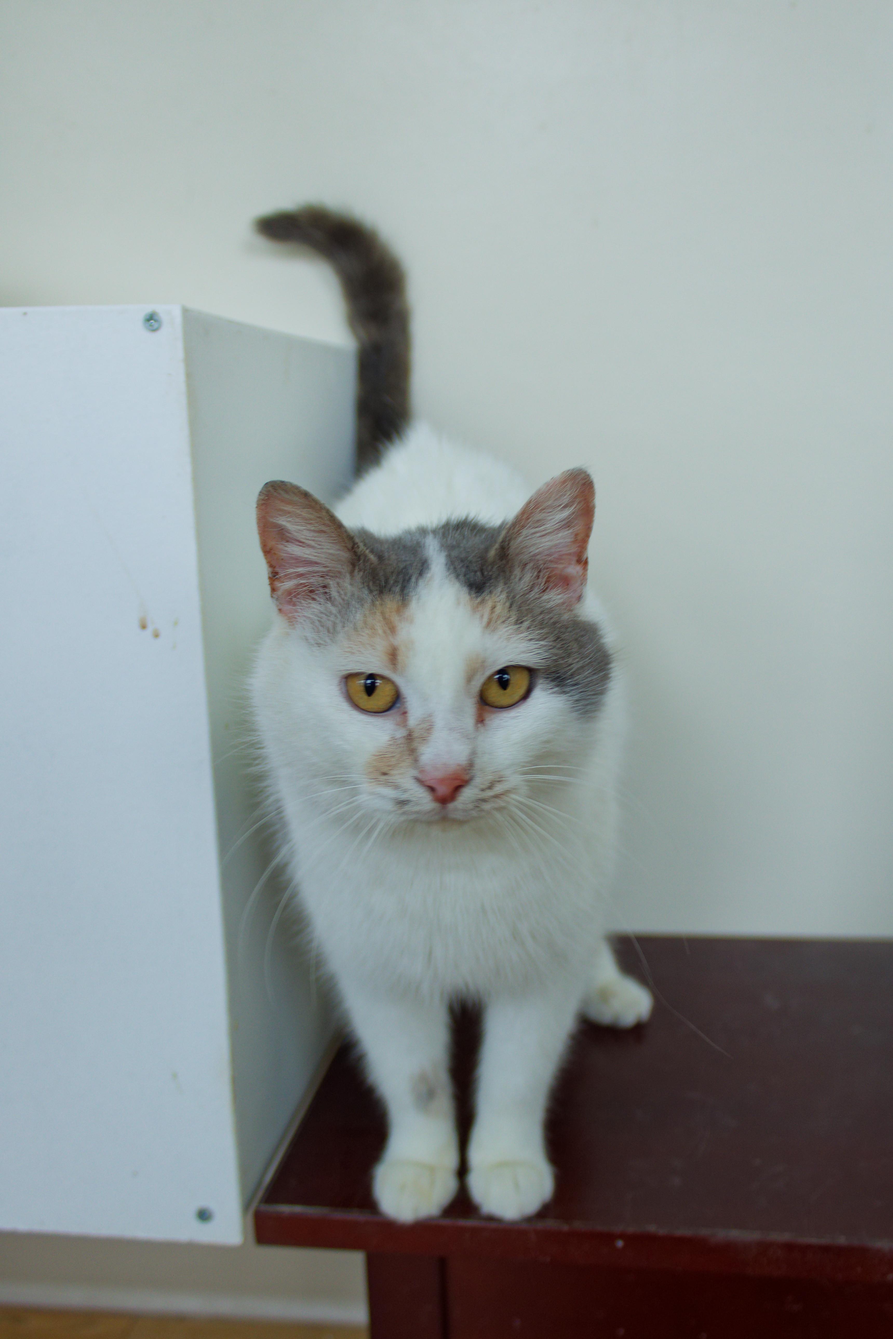 Enlarge Betty, an adoptable mixed breed in Urbana, OH image 2/6