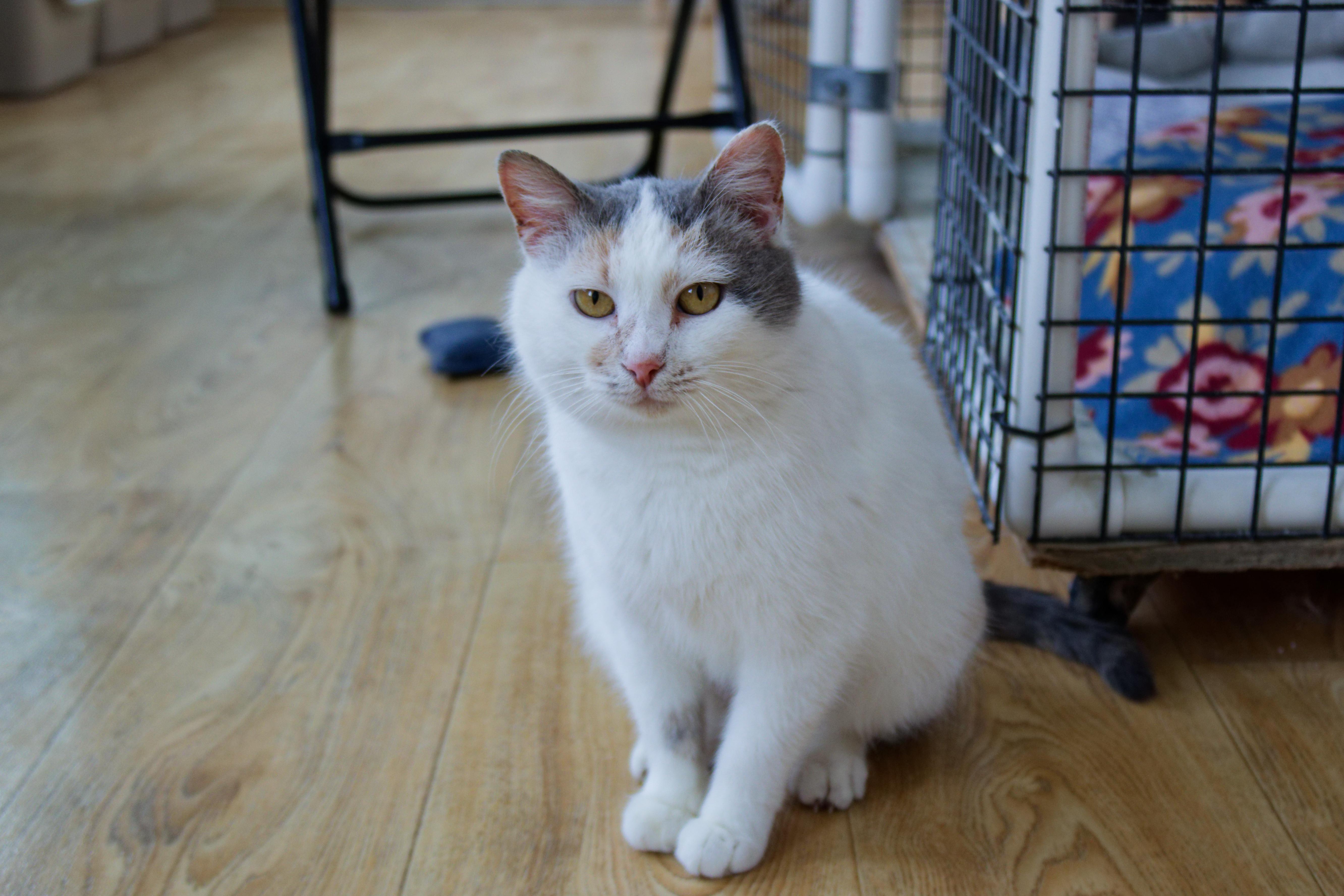 Enlarge Betty, an adoptable mixed breed in Urbana, OH image 4/6