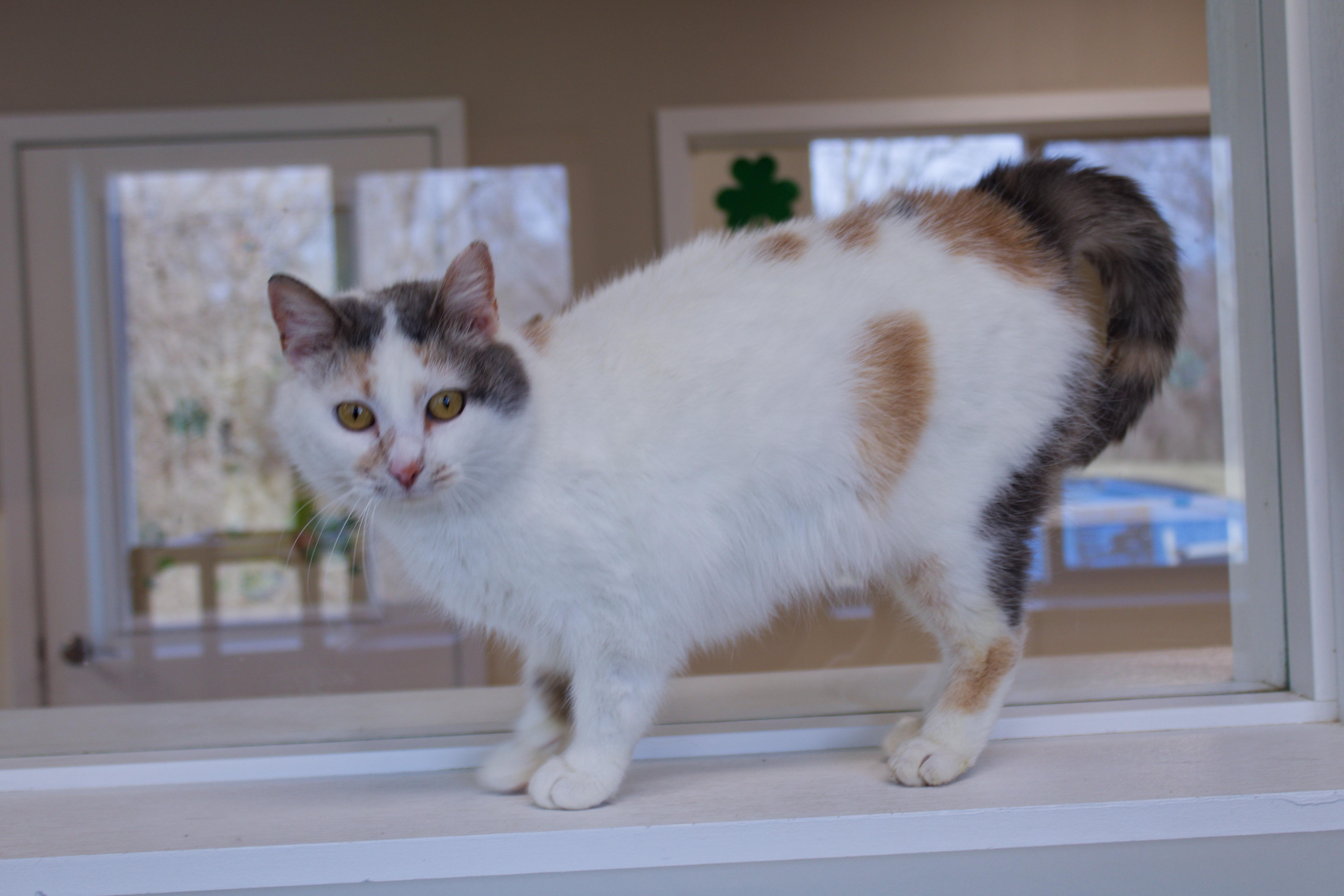 Enlarge Betty, an adoptable mixed breed in Urbana, OH image 5/6