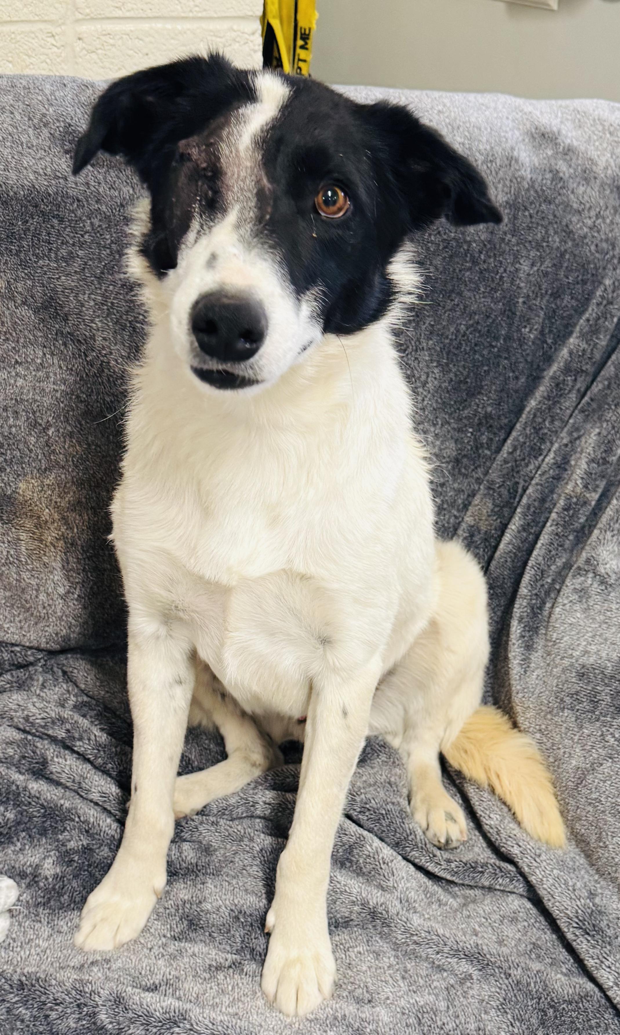 Pip, Adopted, Adult Male Australian Shepherd & Border Collie.