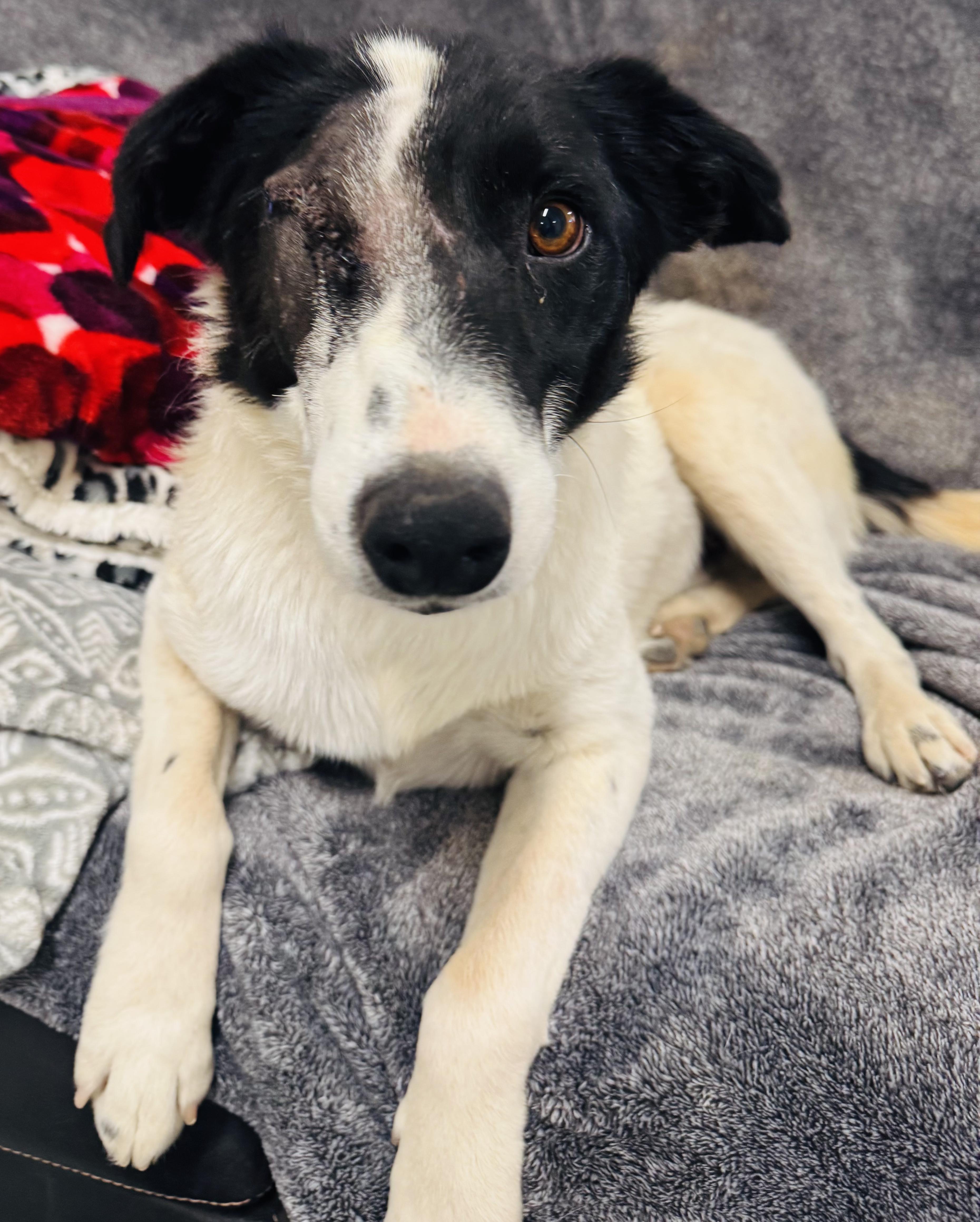 Pip, a Adopted mixed breed in La Verkin, UT image 2/2