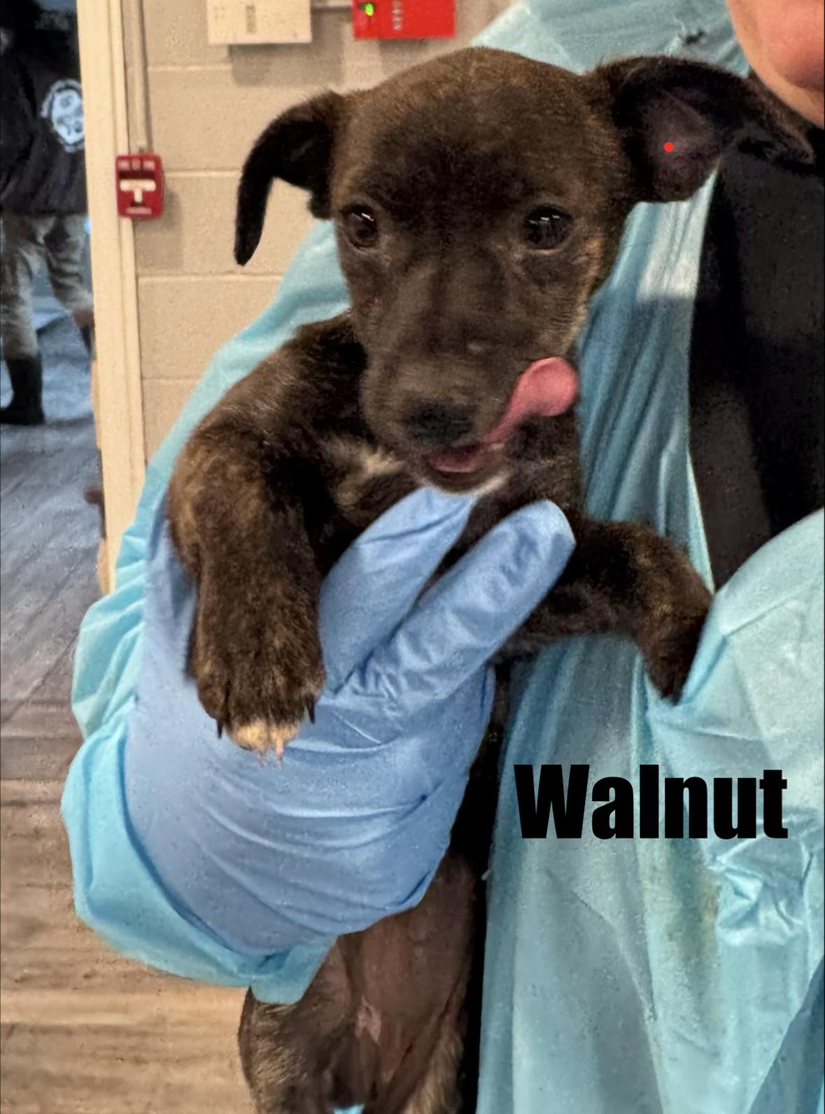 Enlarge Walnut, a Adoptable Mixed Breed in Rock Hill, NY image 1/2