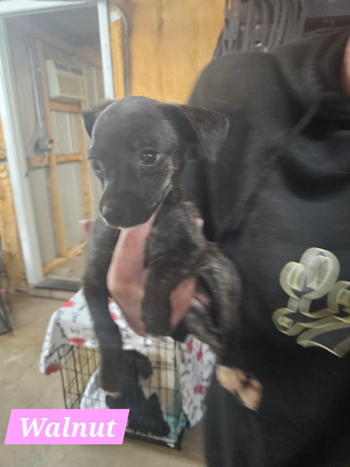 Enlarge Walnut, a Adoptable Mixed Breed in Rock Hill, NY image 2/2