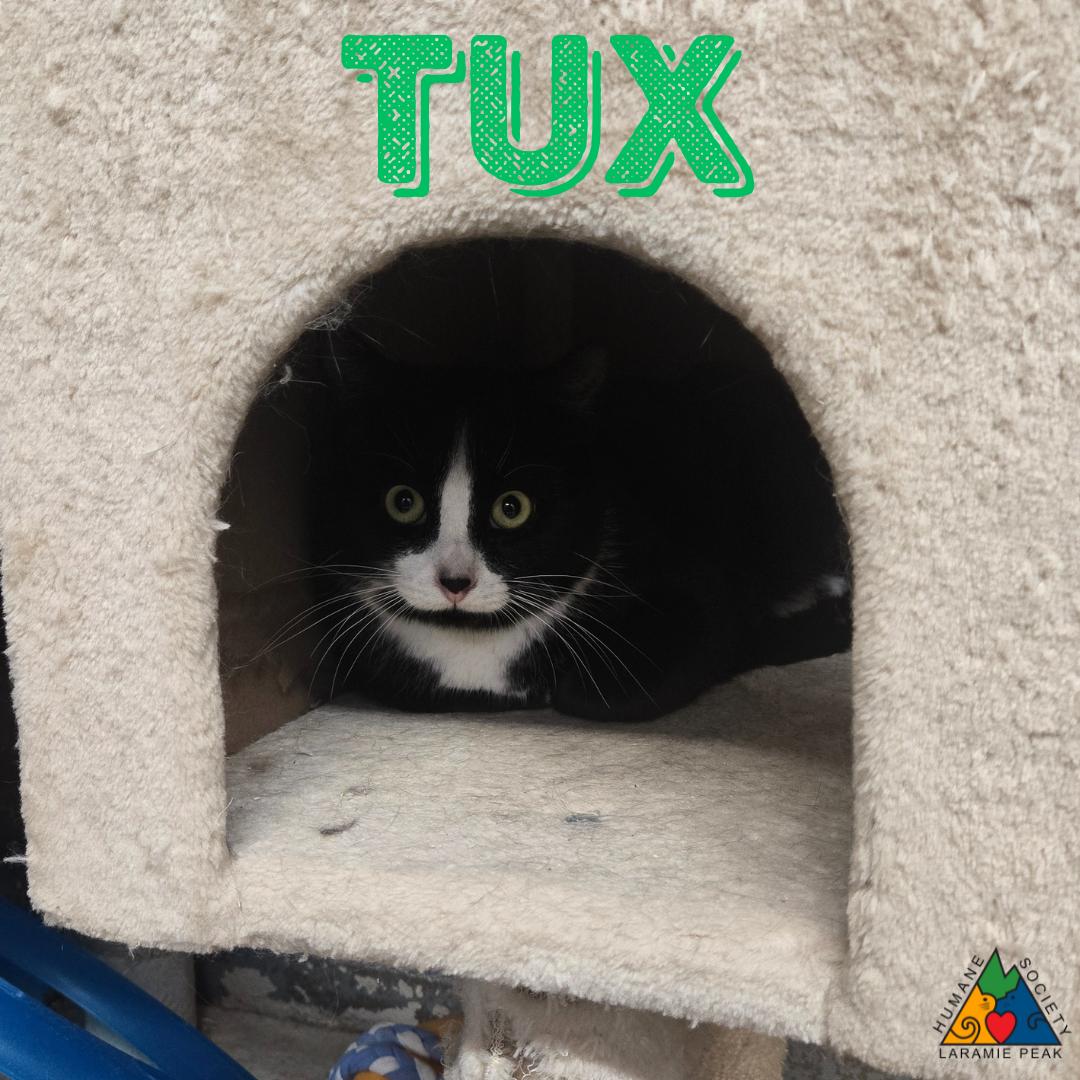 Tux photo 4