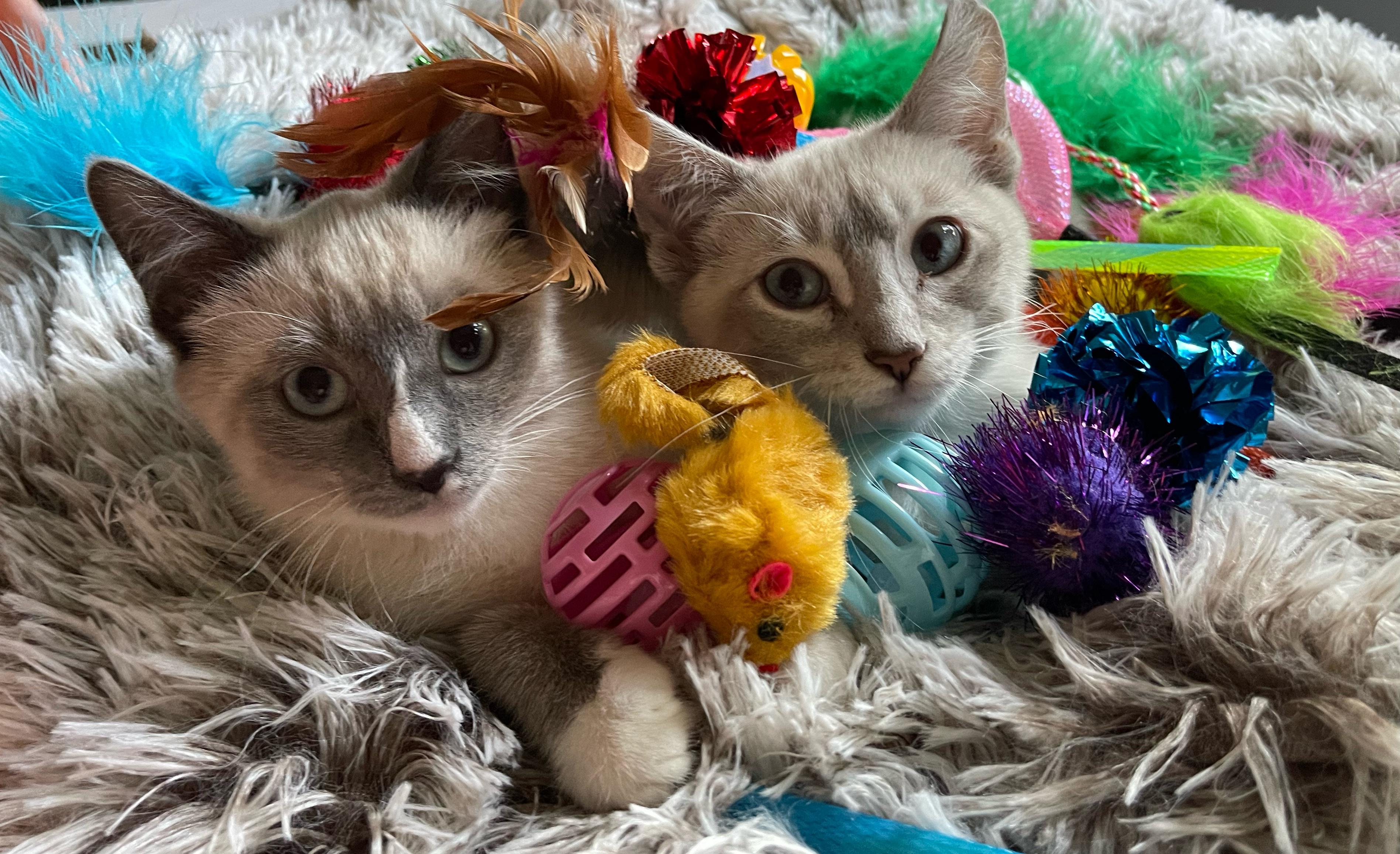 Enlarge Monkey (& Marshmallow), a ADOPTABLE Siamese in Minneapolis, MN image 3/4