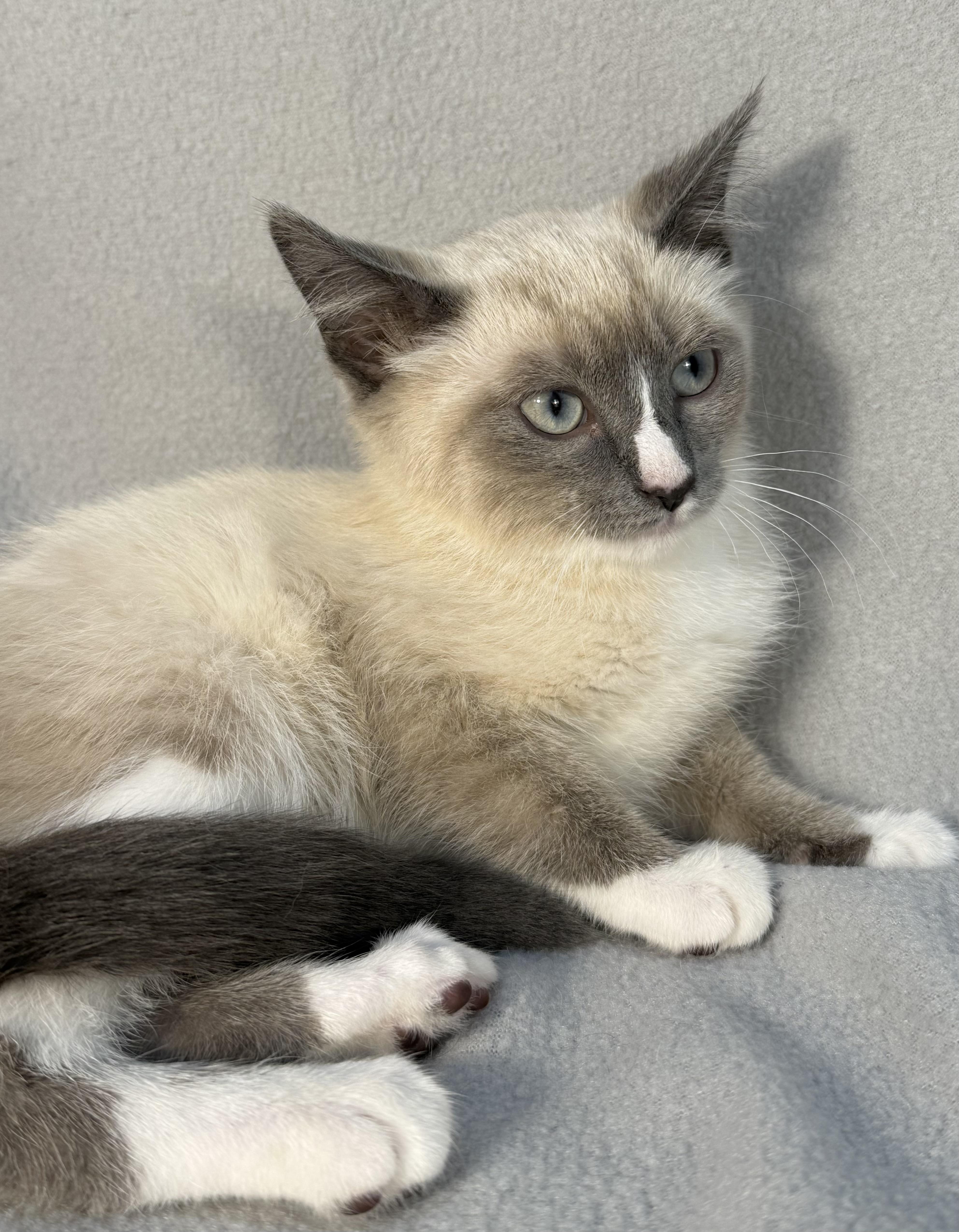 Enlarge Monkey (& Marshmallow), a ADOPTABLE Siamese in Minneapolis, MN image 1/4
