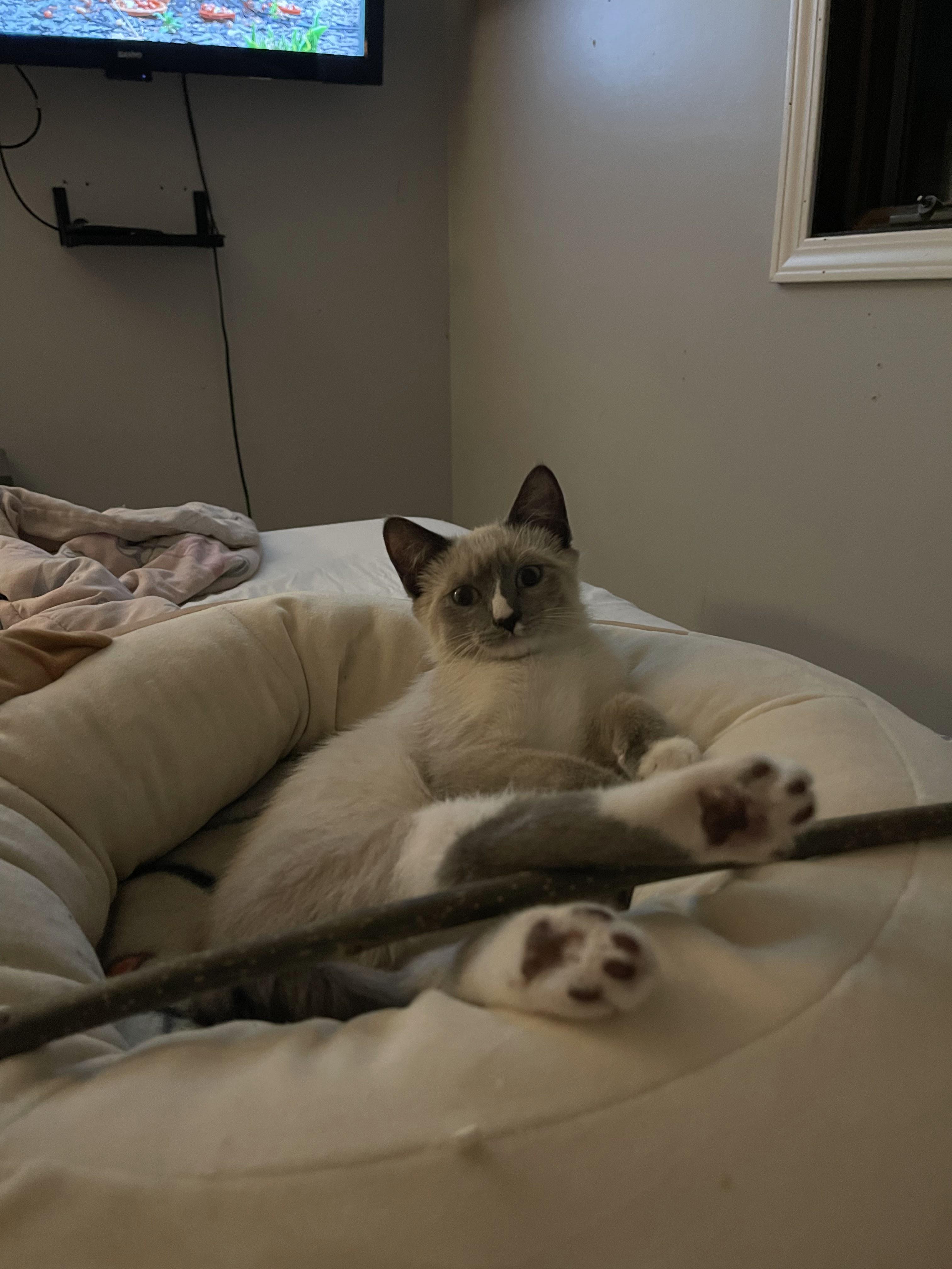 Enlarge Monkey (& Marshmallow), a ADOPTABLE Siamese in Minneapolis, MN image 4/4