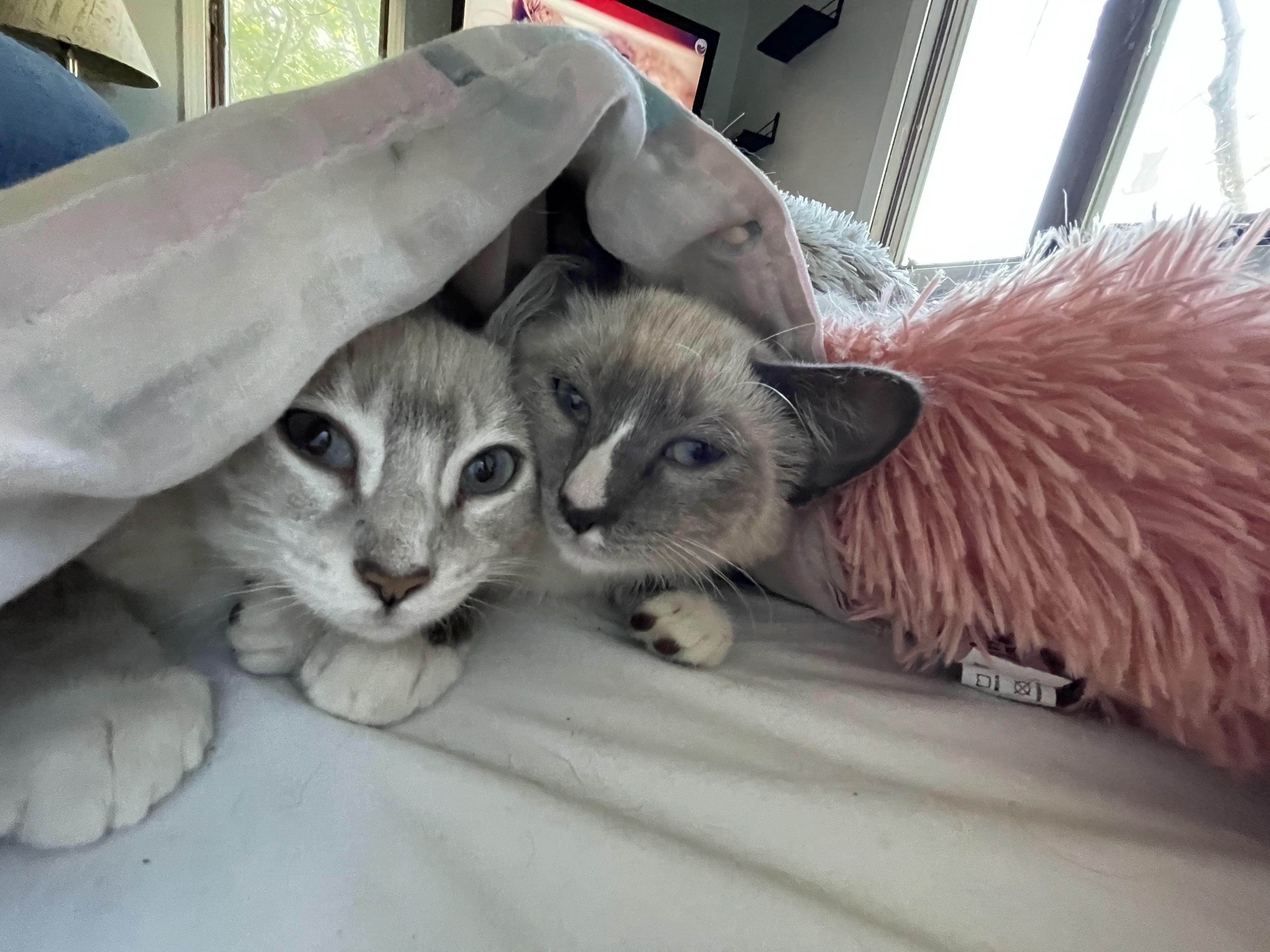 Enlarge Monkey (& Marshmallow), a ADOPTABLE Siamese in Minneapolis, MN image 2/4