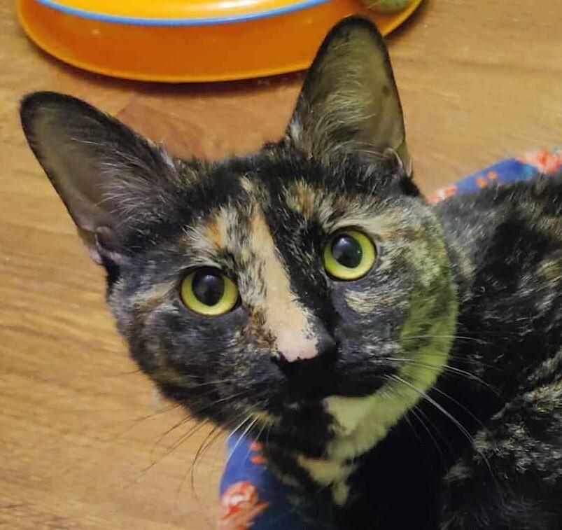 Zora, Adoptable, Adult Female Domestic Short Hair.