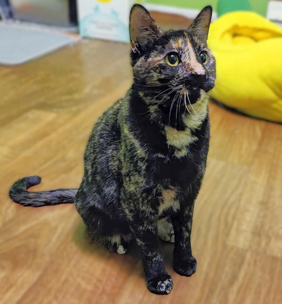 Zora, a Adoptable Domestic Short Hair in Chicago, IL image 2/6
