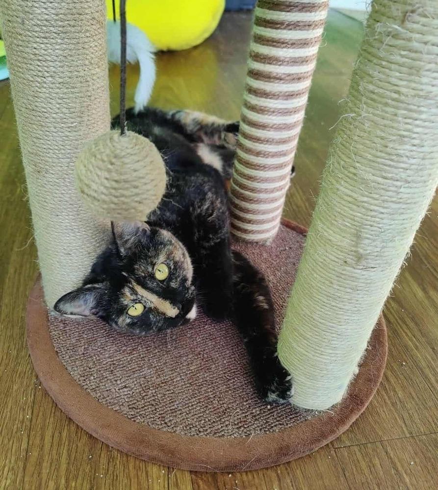 Zora, a Adoptable Domestic Short Hair in Chicago, IL image 3/6