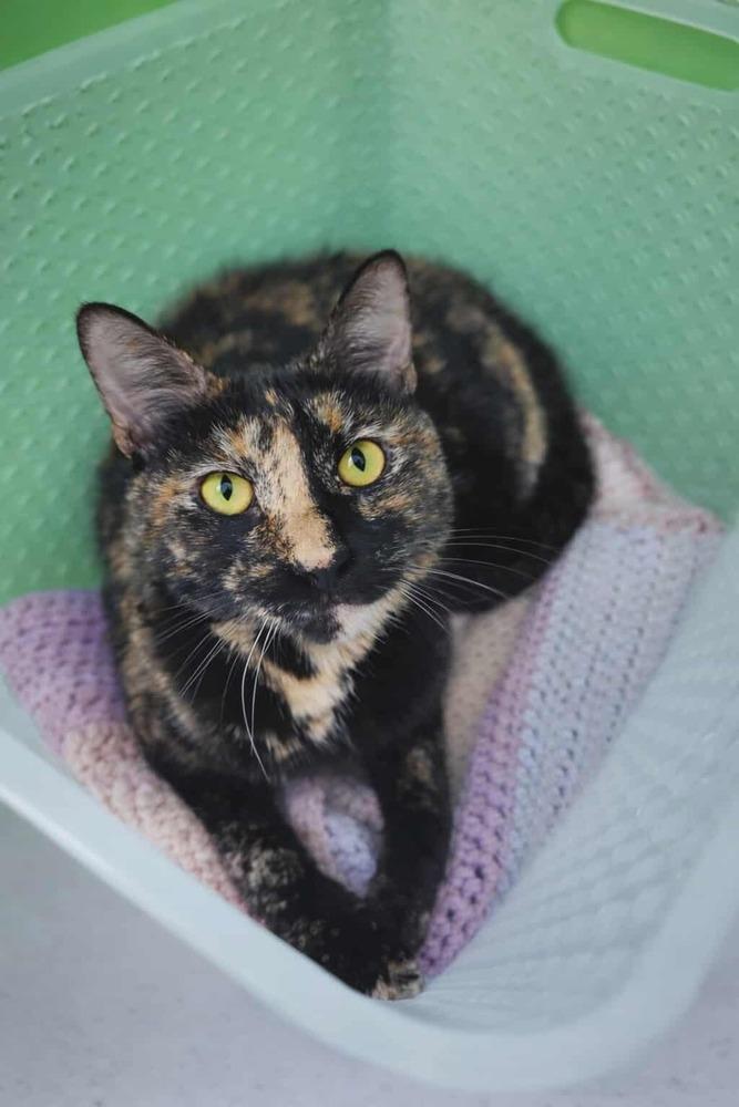 Zora, a Adoptable Domestic Short Hair in Chicago, IL image 4/6