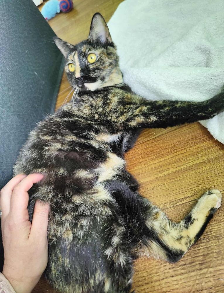 Zora, a Adoptable Domestic Short Hair in Chicago, IL image 5/6