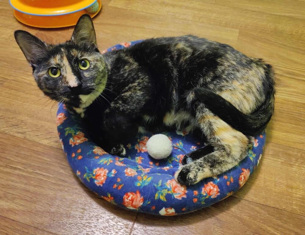 Zora, a Adoptable Domestic Short Hair in Chicago, IL image 6/6