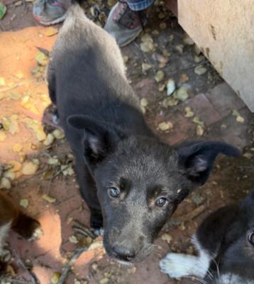 Enlarge Bella, an adopted mixed breed in Santa Paula, CA image 2/2