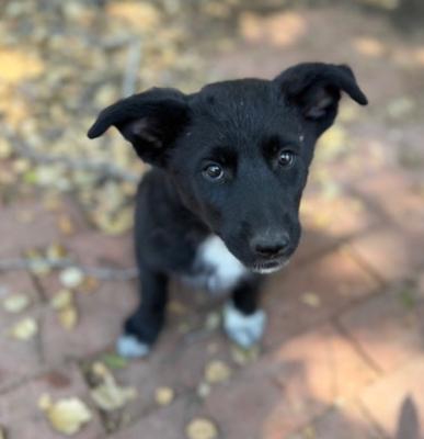 Bella, adopted, Puppy Female Husky & Border Collie.
