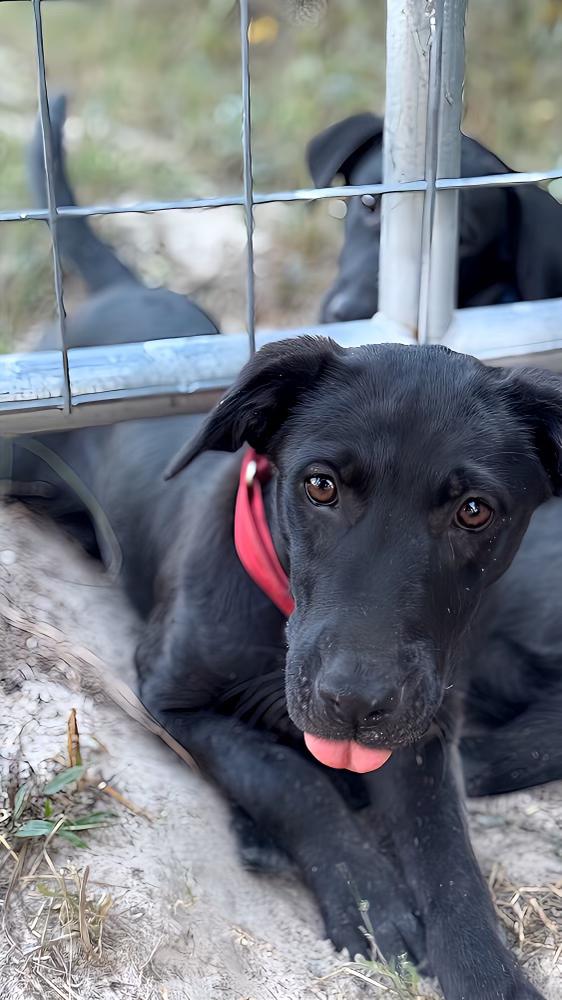 Dog for adoption Sutton, a Black Labrador Retriever Mix in BEAVERTON