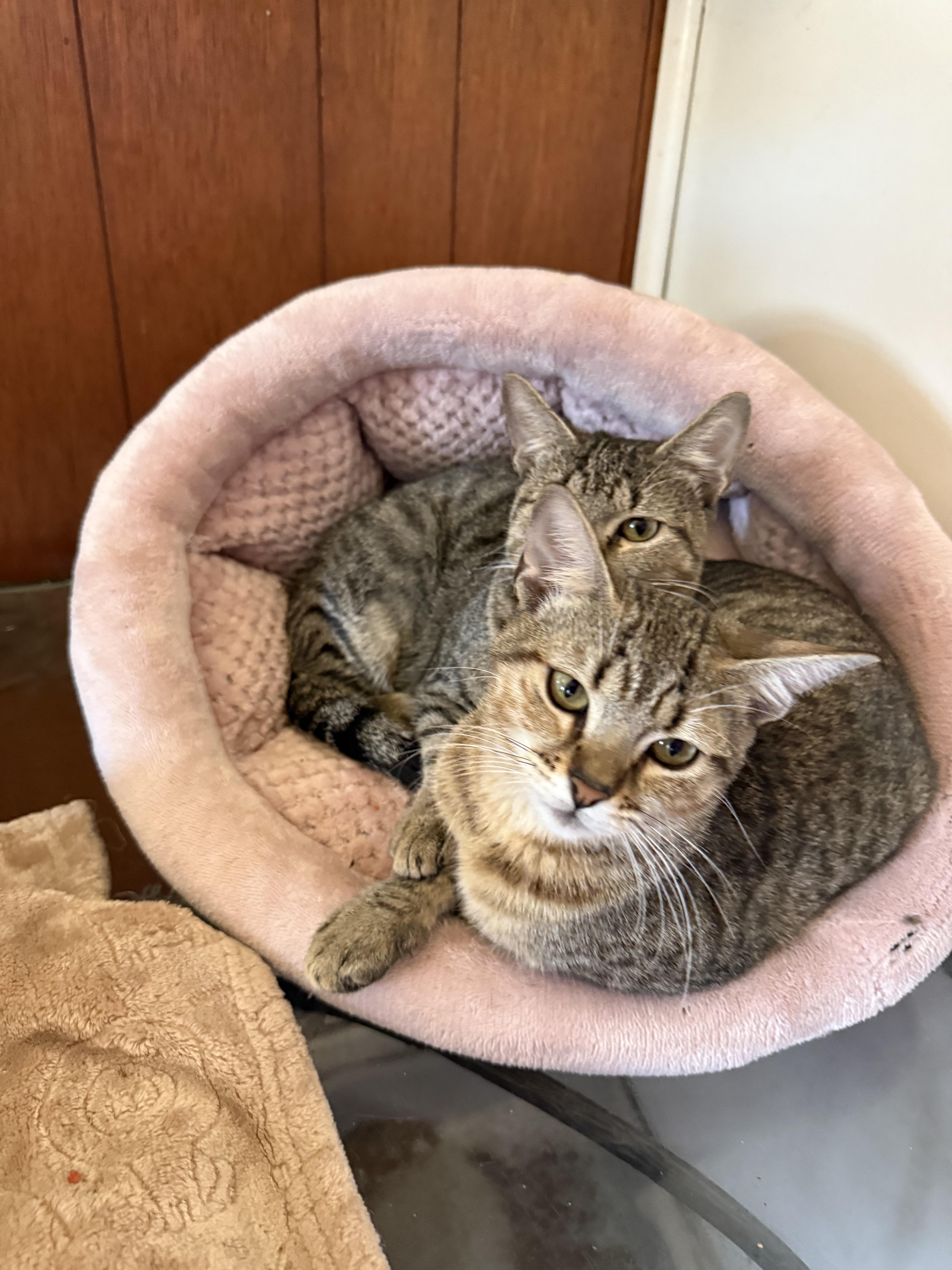 Enlarge Freda mira, an adopted Domestic Short Hair in Danbury, CT image 2/3