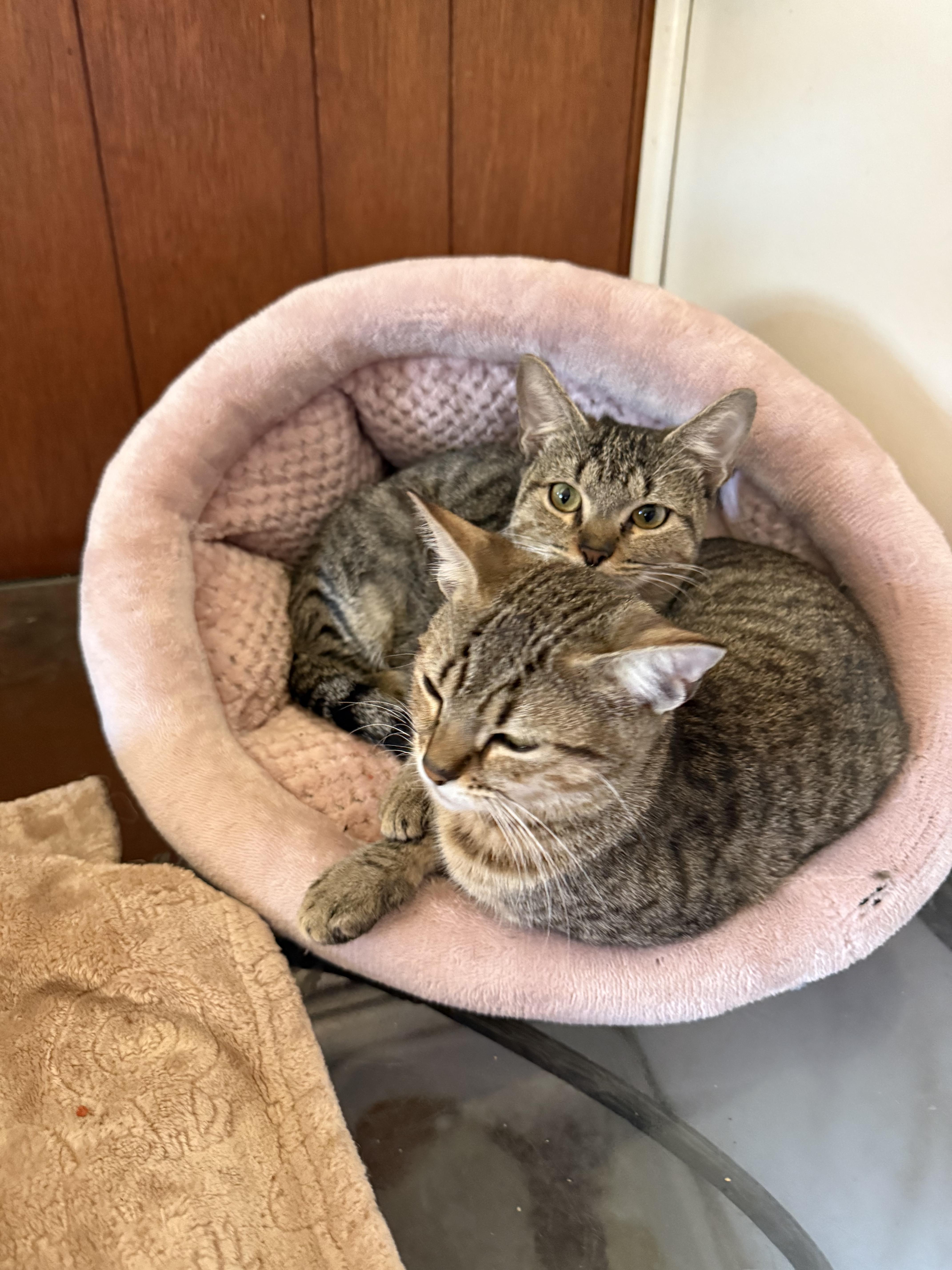 Enlarge Freda mira, an adopted Domestic Short Hair in Danbury, CT image 3/3