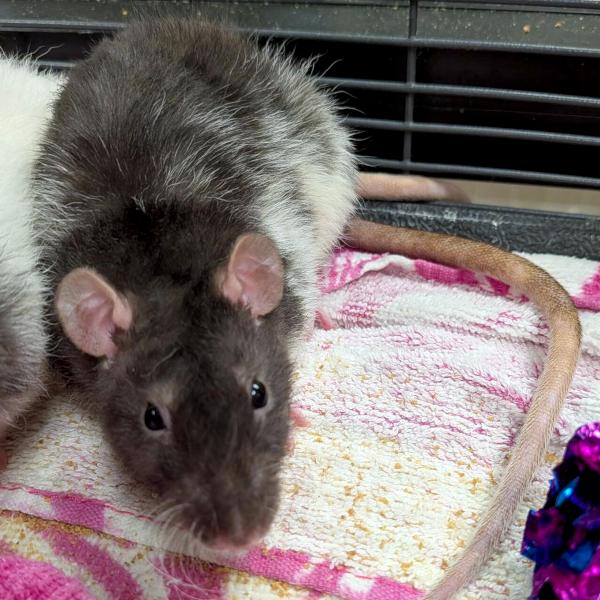 Ashlyn, Adoptable, Adult Female Rat.