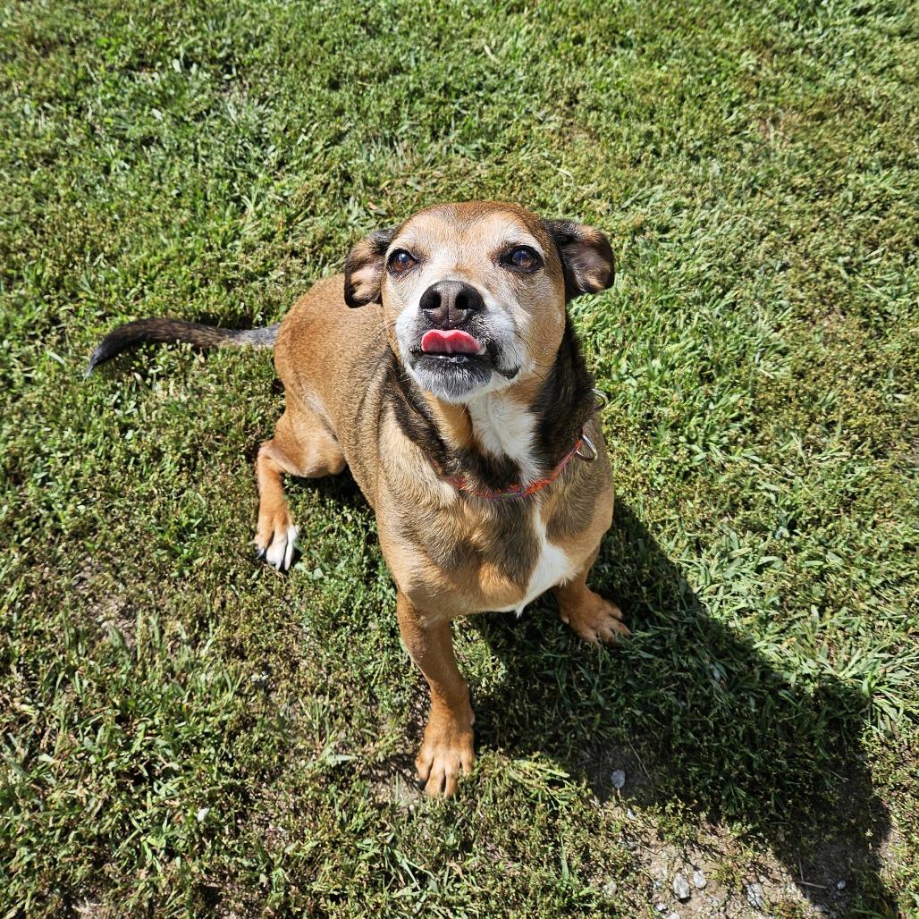 Tenzin, Adoptable, Senior Male Terrier.