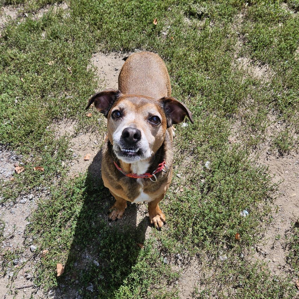 Enlarge Tenzin, a Adoptable Terrier in Concord, NH image 2/4