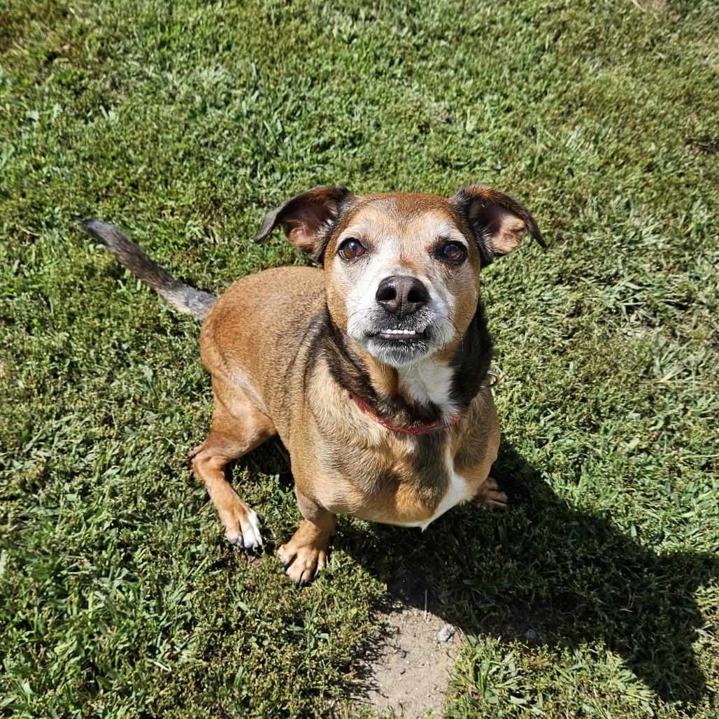 Enlarge Tenzin, a Adoptable Terrier in Concord, NH image 3/4