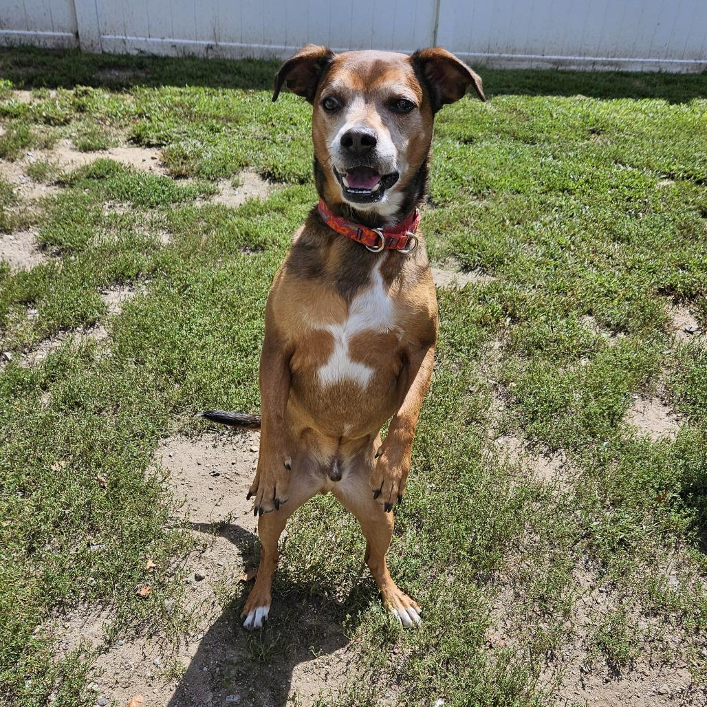 Enlarge Tenzin, a Adoptable Terrier in Concord, NH image 4/4
