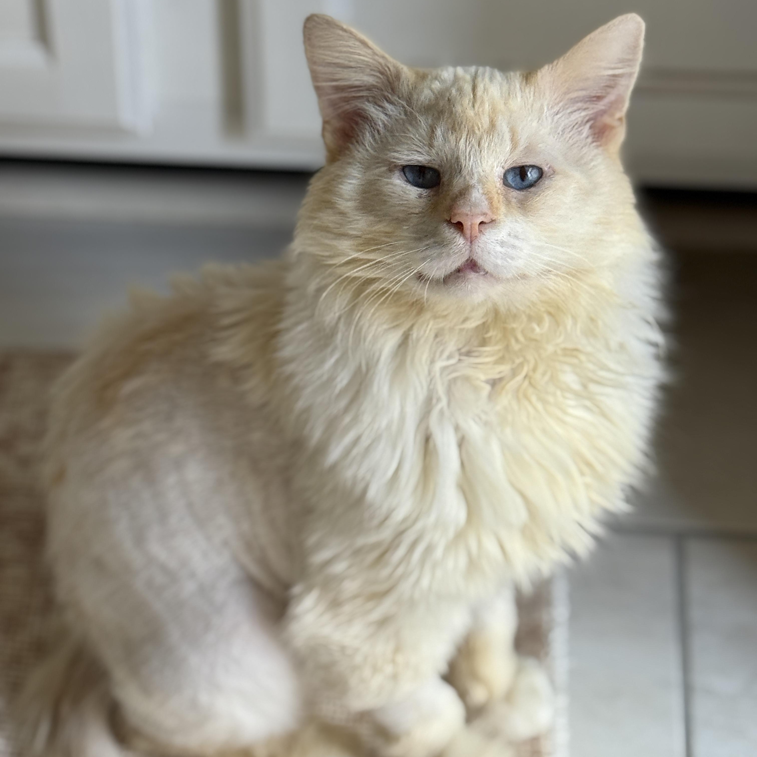 Enlarge Perlino Pony Boy, an adoption pending Domestic Long Hair in Alexandria, VA image 1/6