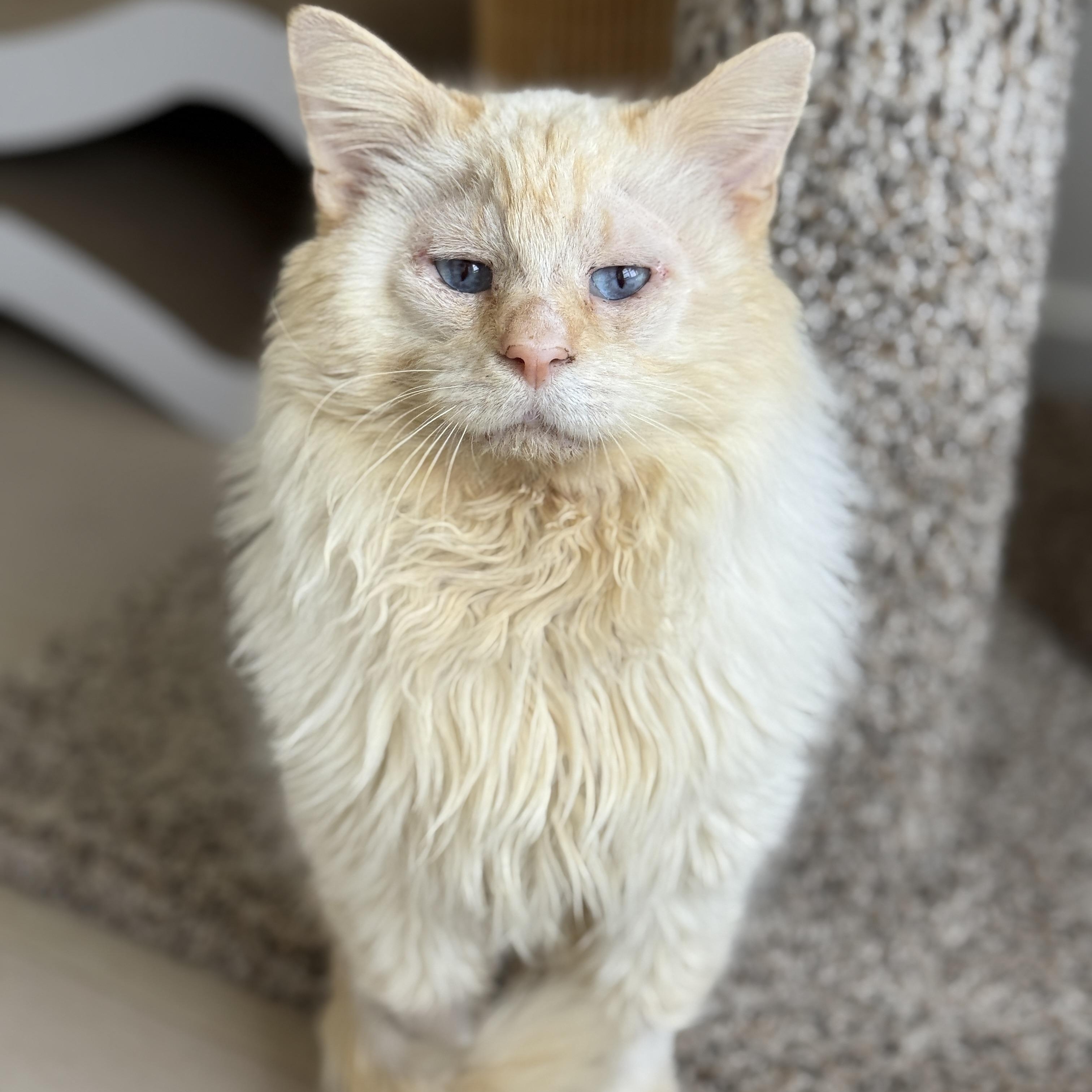 Enlarge Perlino Pony Boy, an adoption pending Domestic Long Hair in Alexandria, VA image 6/6