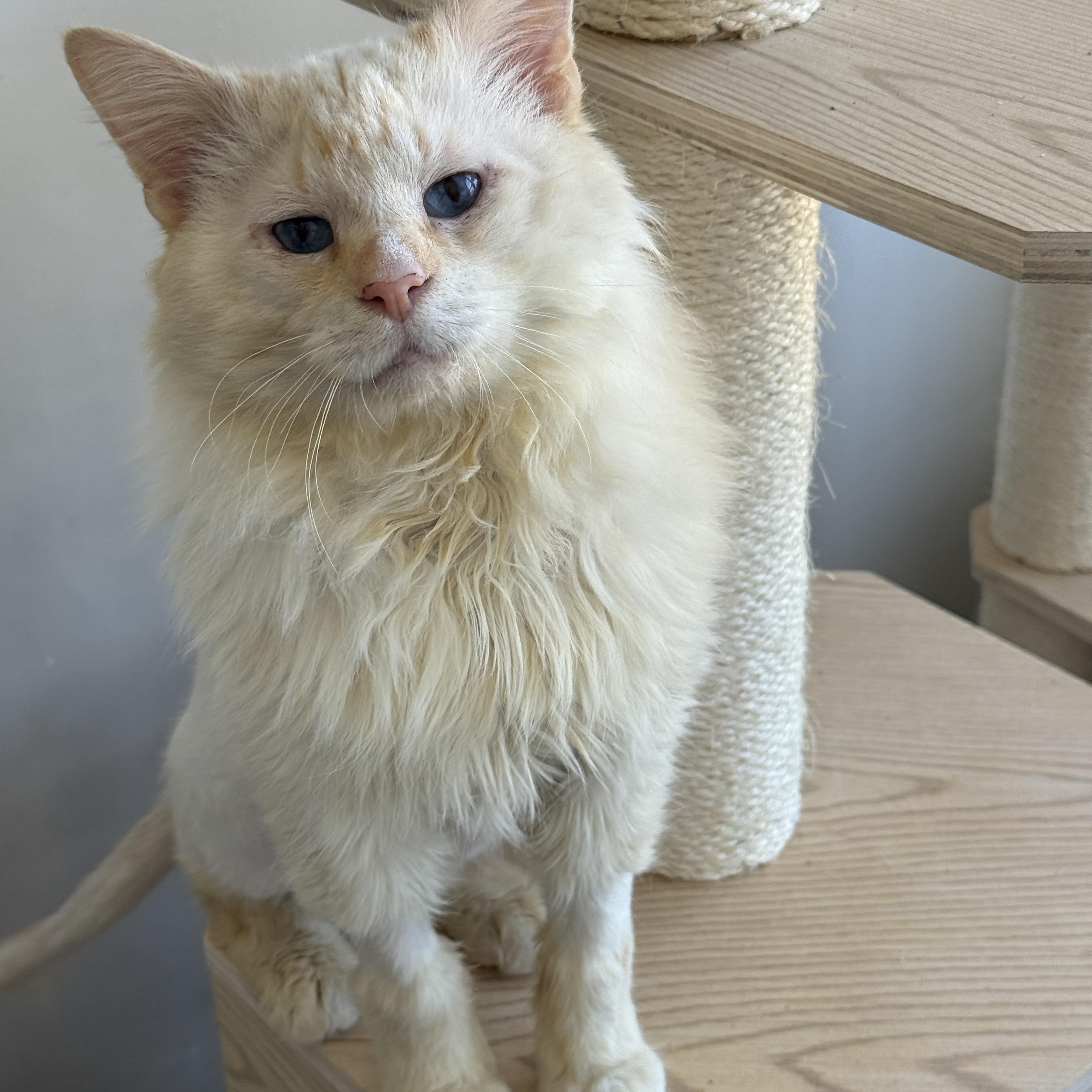 Enlarge Perlino Pony Boy, an adoption pending Domestic Long Hair in Alexandria, VA image 3/6