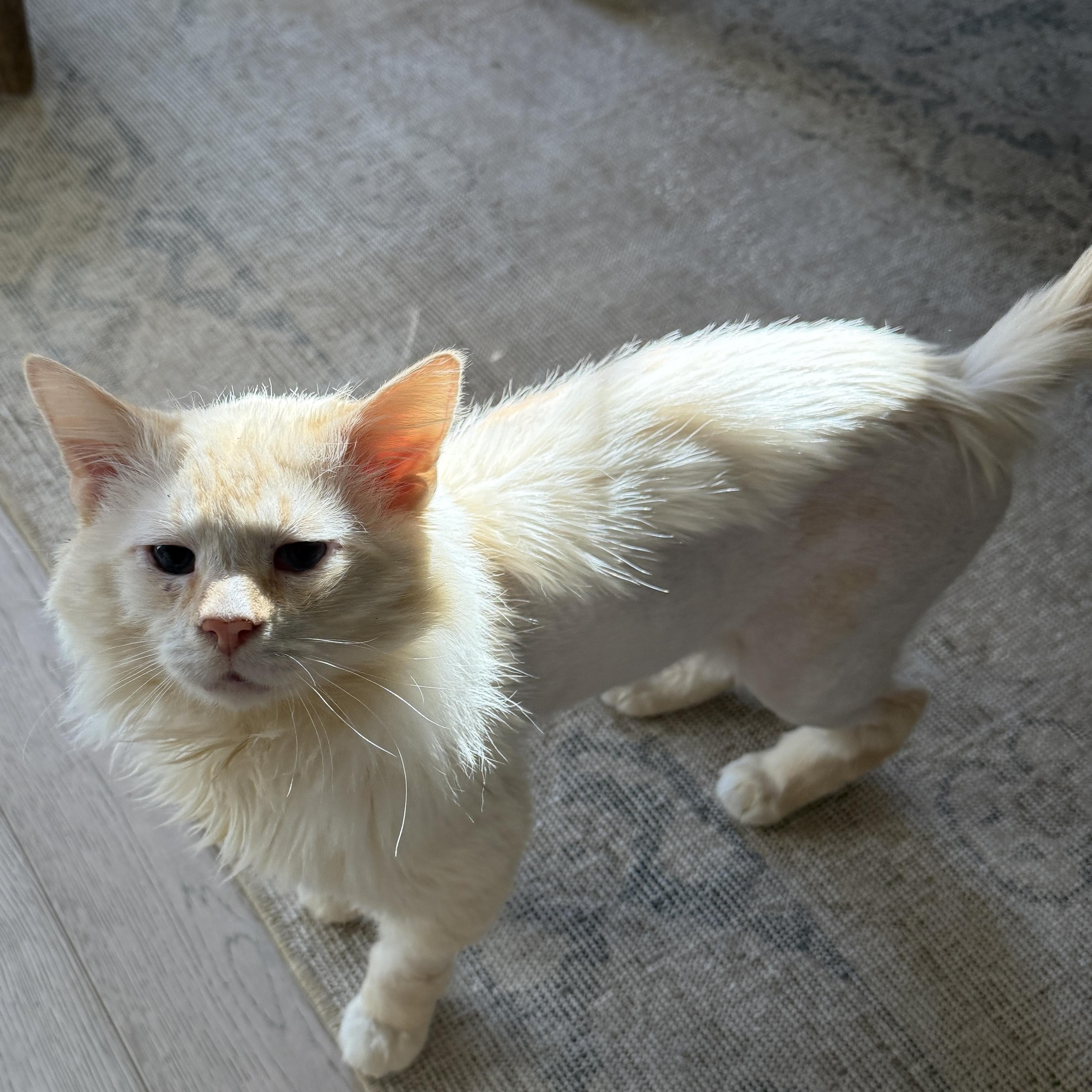 Enlarge Perlino Pony Boy, an adoption pending Domestic Long Hair in Alexandria, VA image 4/6