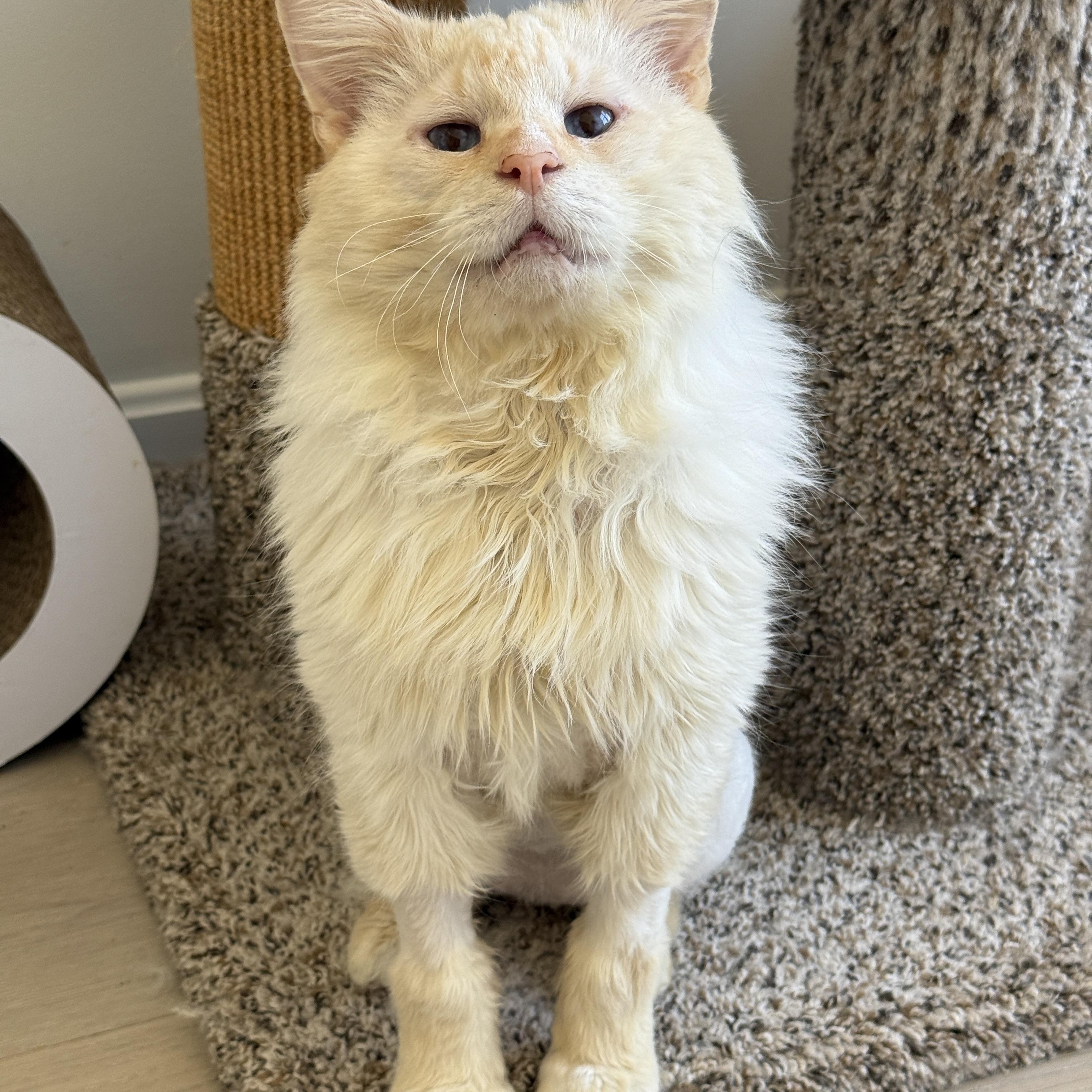 Enlarge Perlino Pony Boy, an adoption pending Domestic Long Hair in Alexandria, VA image 5/6