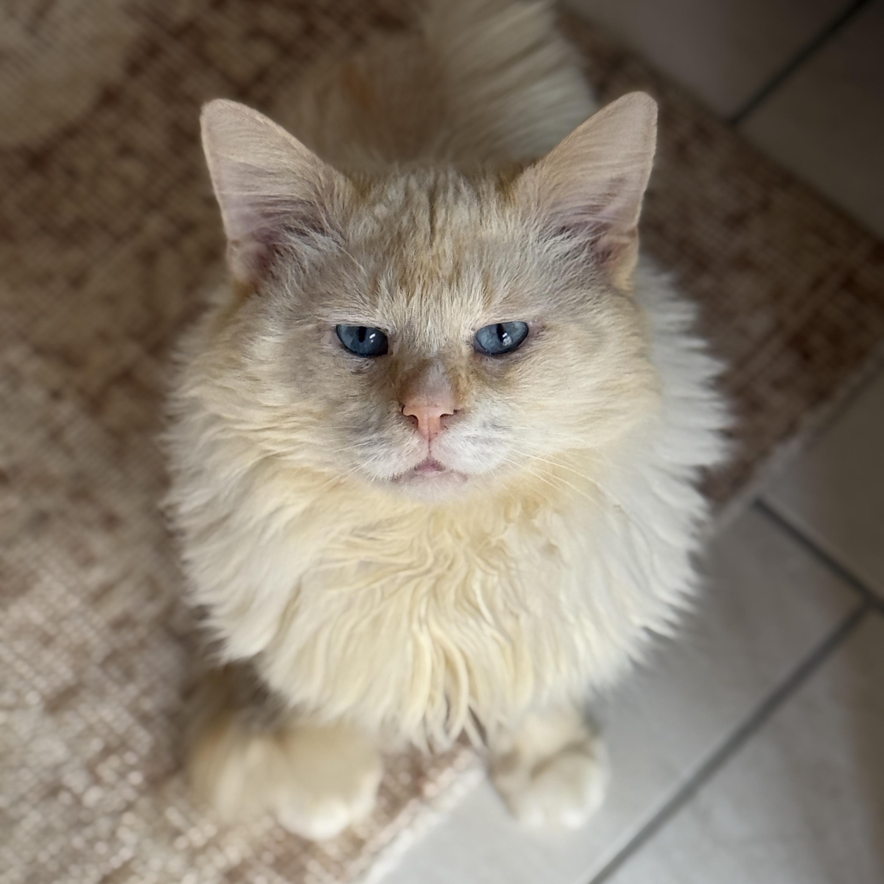 Enlarge Perlino Pony Boy, an adoption pending Domestic Long Hair in Alexandria, VA image 2/6