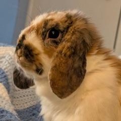 Enlarge Teeth Richards, a ADOPTABLE Lop Eared in Pittsburgh, PA image 2/5
