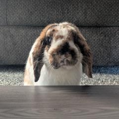 Enlarge Teeth Richards, a ADOPTABLE Lop Eared in Pittsburgh, PA image 1/5