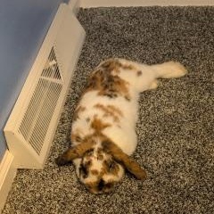 Enlarge Teeth Richards, a ADOPTABLE Lop Eared in Pittsburgh, PA image 3/5
