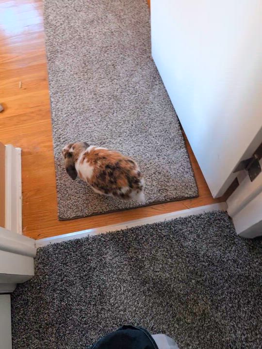 Enlarge Teeth Richards, a ADOPTABLE Lop Eared in Pittsburgh, PA video 4/5
