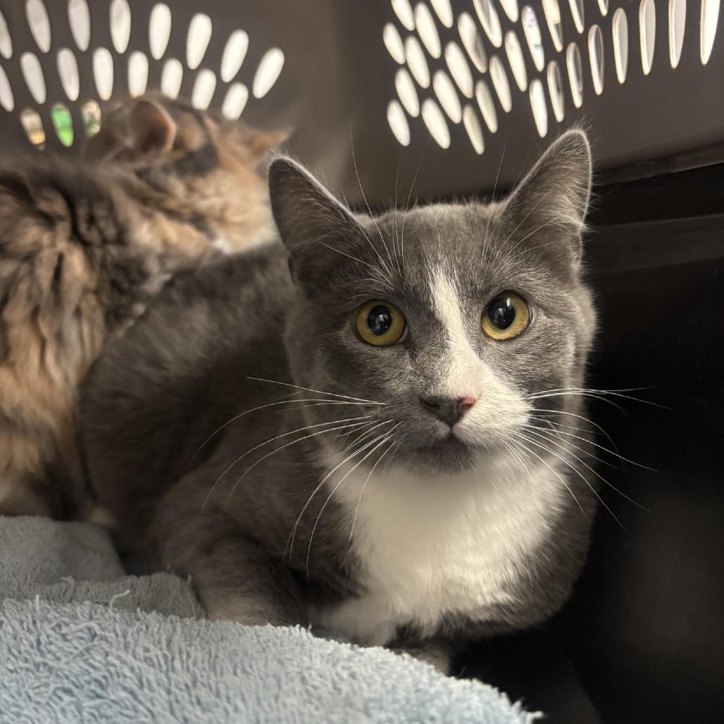 Cinder, Adoptable, Young Female Domestic Short Hair.