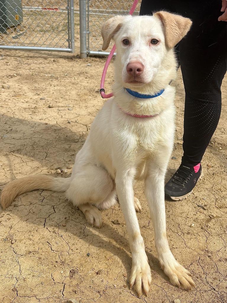 Shaving Cream, Adoptable, Young Male Labrador Retriever & Mixed Breed.