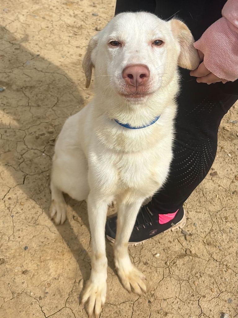 Shaving Cream, a Adoptable mixed breed in Chillicothe, OH image 2/2