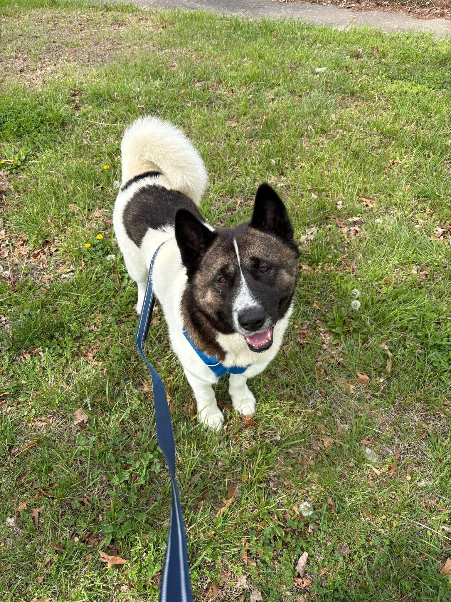 Enlarge Bjorn , a ADOPTABLE Akita in Chicago, IL image 1/4