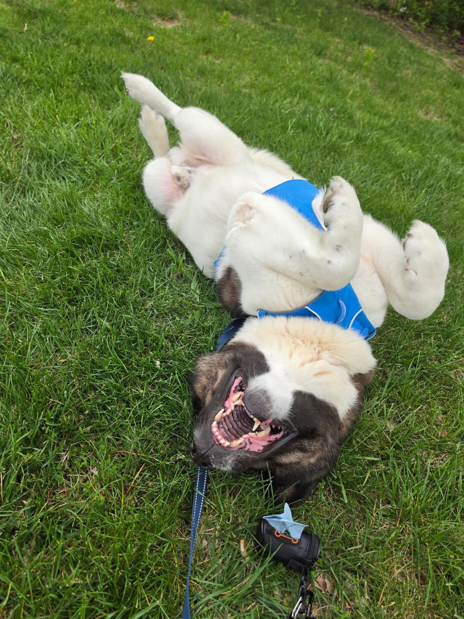 Enlarge Bjorn , a ADOPTABLE Akita in Chicago, IL image 2/4